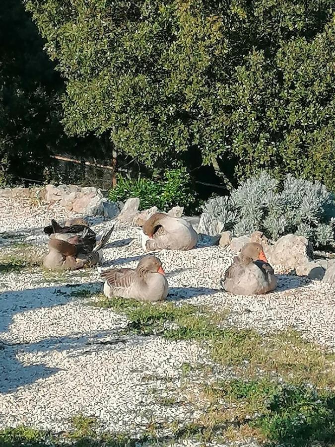 Entre Ciel Et Terre Βίλα Besse-sur-Issole Εξωτερικό φωτογραφία